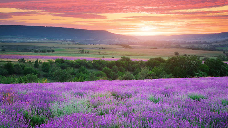 Lavendelfält och ängar i solnedgången i det franska Provence.